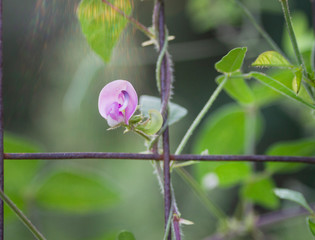 Strophostyles helvola or Trailing Wild Bean flower