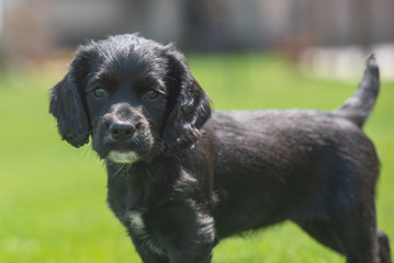 English cocker puppy looking 