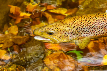 Brown Trout in North Carolina Stream