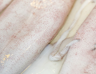 Macro shot of fresh squid