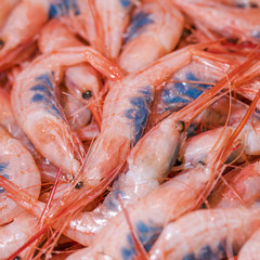 Close-up of fresh pink shrimp