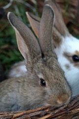 Little rabbits of different colors sit side by side in a wicker basket.