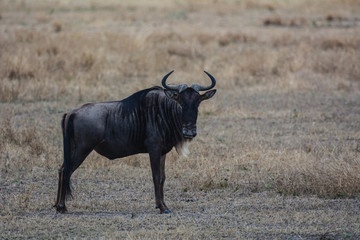 wildebeest in africa