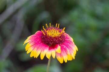 Gaillardia or Blanket Flower macro or closeup