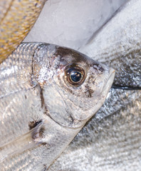 Close-up of fresh fish in shop