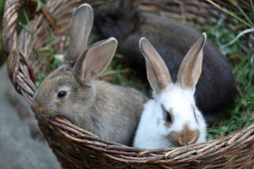 Three little rabbits of different colors sit side by side in a wicker basket.