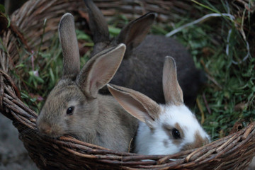 Three little rabbits of different colors sit side by side in a wicker basket.