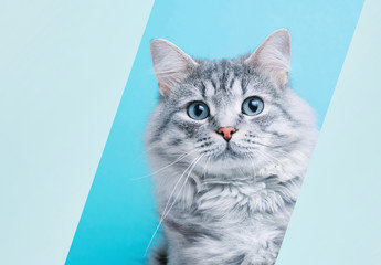 Funny smiling gray tabby cute kitten with blue eyes. Portrait of lovely fluffy cat looking into the hole of blue paper.