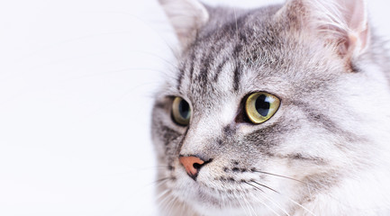 Funny gray tabby cute kitten with big beautiful eyes. Portrait of lovely fluffy cat.
