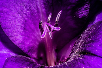 Purple flower gladiolus