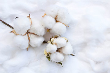 branch of white cotton flowers