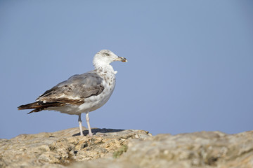 An juvenile yellow-legged gull (Larus michahellis) perched on the cliffs of Sagres Portugal.