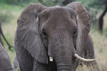 elephant on safari