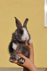 Obraz premium A woman holds a rabbit on outstretched arms. Close up on a yellow background.