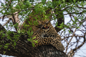 leopard in tree