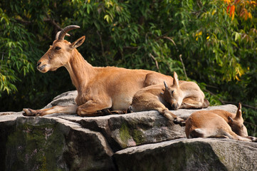 Portrait of a mountain goat in the zoo closeup