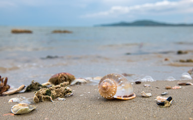 Fototapeta na wymiar Shells on the beach with sea and sky.