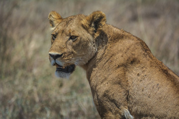 lioness