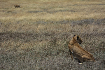 lion in serengeti national park tanzania africa