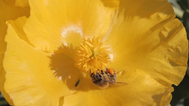 close up movie macrophotography clip showing a bee pollinating  a (herbaceous plant) yellow poppy sp. stylophorum diphyllum.