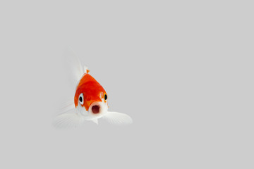 Kohaku koi fish background white