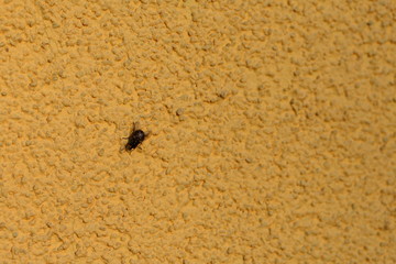 A fly sitting on a stucco-covered wall. The wall is painted yellow.