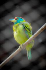 parrot on a branch