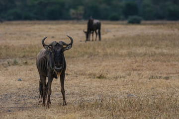 Naklejka na ściany i meble wildebeest in serengeti national park tanzania africa
