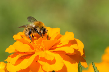 Hummel auf oranger Blume