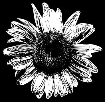 flower isolated on black background
