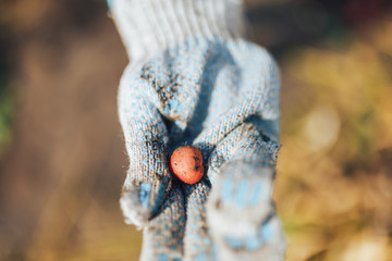 Harvest time concept. Farmer harvesting fresh organic potatoes from soil