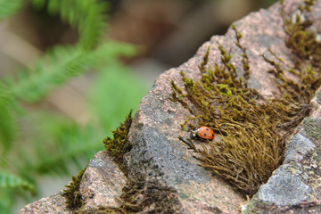 Ladybird in a rock