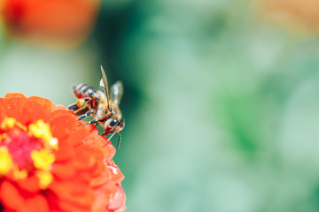 Bees collecting nectar from red flower macro close up photo