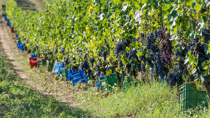 Colored plastic boxes along the vine rows waiting to be filled with bunches of black grapes during the harvest in the Chianti area, Italy
