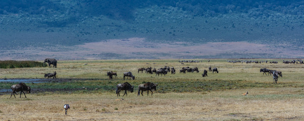 Fototapeta na wymiar Safari Panorama