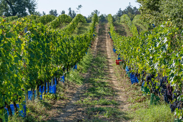 Fototapeta na wymiar Colored plastic boxes along the vine rows waiting to be filled with bunches of black grapes during the harvest in the Chianti area, Italy