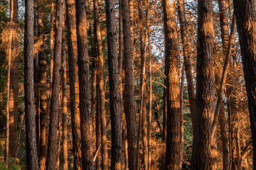 Pine Forest Sunset Lights. Portola Redwoods State Park, San Mateo County, California, USA.