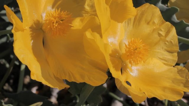 close up movie clip showing two herbaceous plant, yellow poppy blossoms, sp. stylophorum diphyllum.