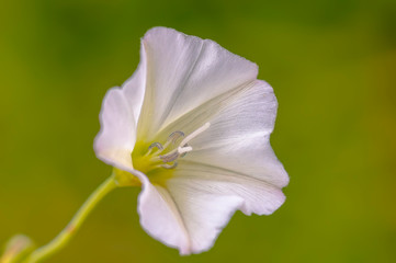 Fototapeta na wymiar beautiful blossom of a delicate flower