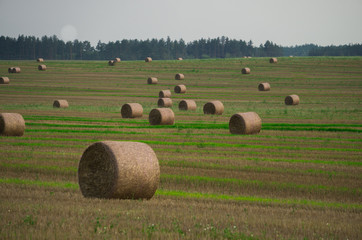 Field in the countryside with straw rolls in sunny weather.