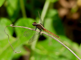 Fototapeta premium IQUITOS, PERÚ - JULY, 22, 2019: Amazon dragonfly resting on a leaf.