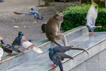 Małpa siedząca na schodach w towarzystwie gołębi