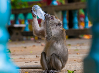 zbliżenie siedzącej małpy pijącej wodę prosto z plastikowej butelki