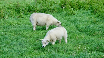 Obraz premium Schafe am Deich auf Wiese an der Nordsee