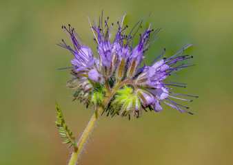 beautiful blossom of a delicate flower