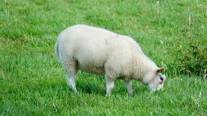 Obraz premium Schafe am Deich auf Wiese an der Nordsee