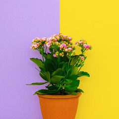 Home flower in a pot on colorful background. Minimal art