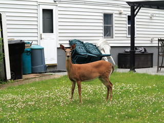 Suburban Backyard Deer