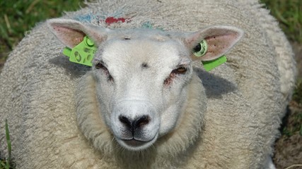 Schafe am Deich auf Wiese an der Nordsee