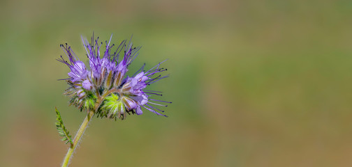 beautiful blossom of a delicate flower